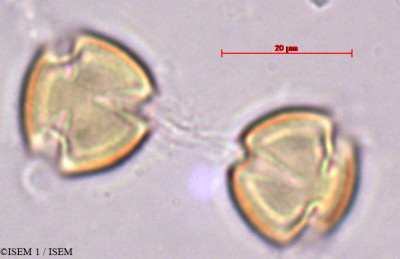 Hypericum grandifolium - lame n° 27875
